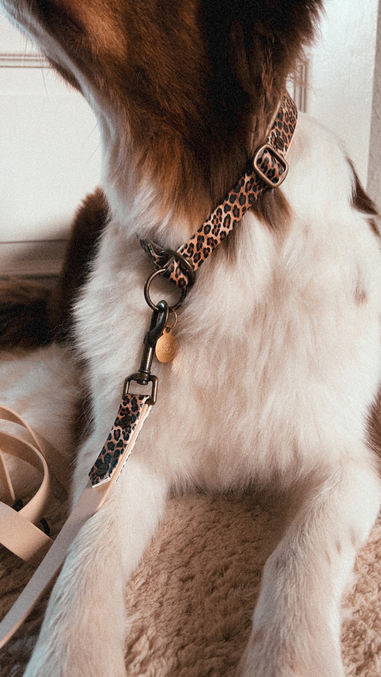 Halsband BioThane®️ »Leo«