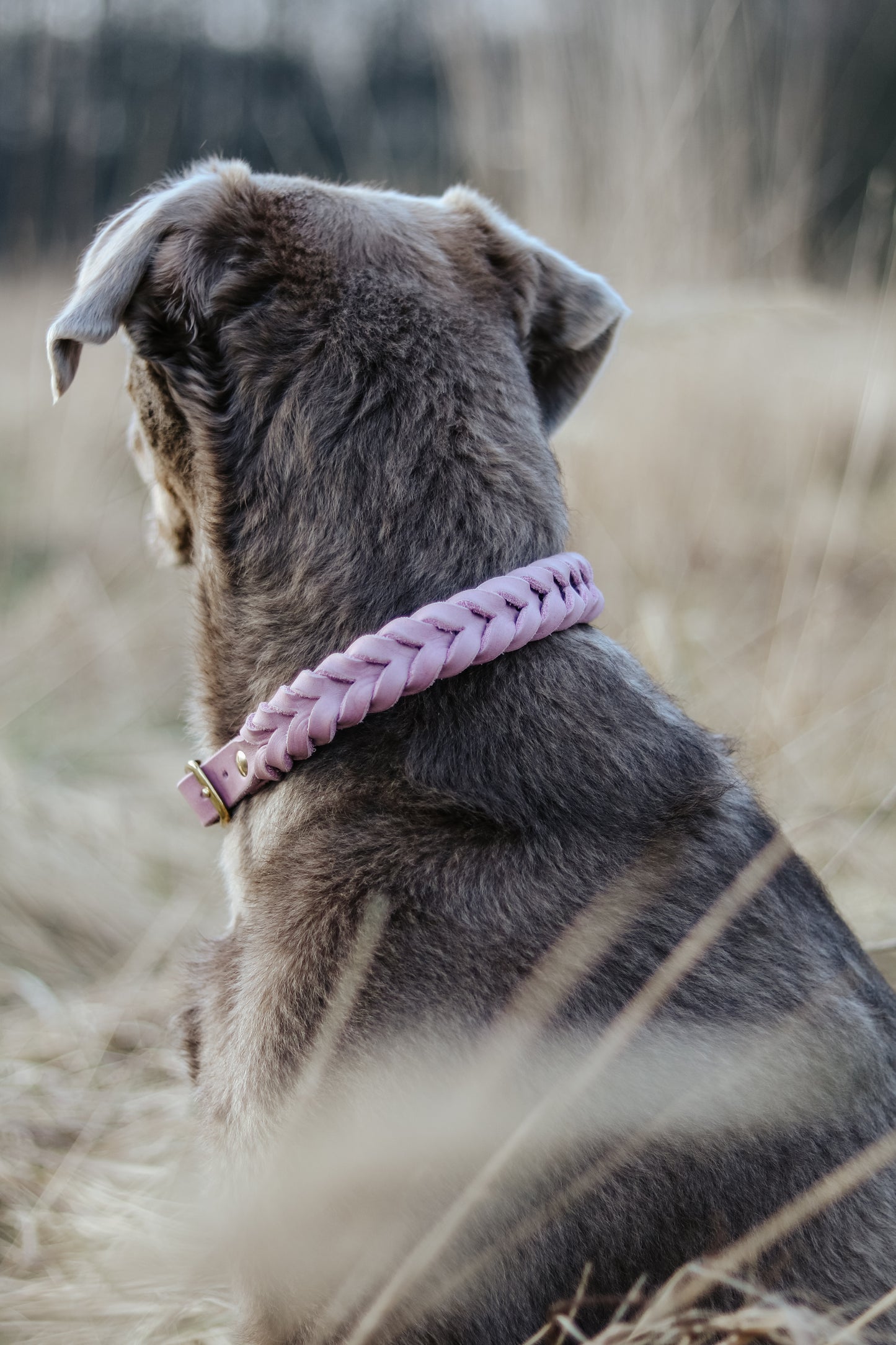 Design your own | Fettleder Halsband