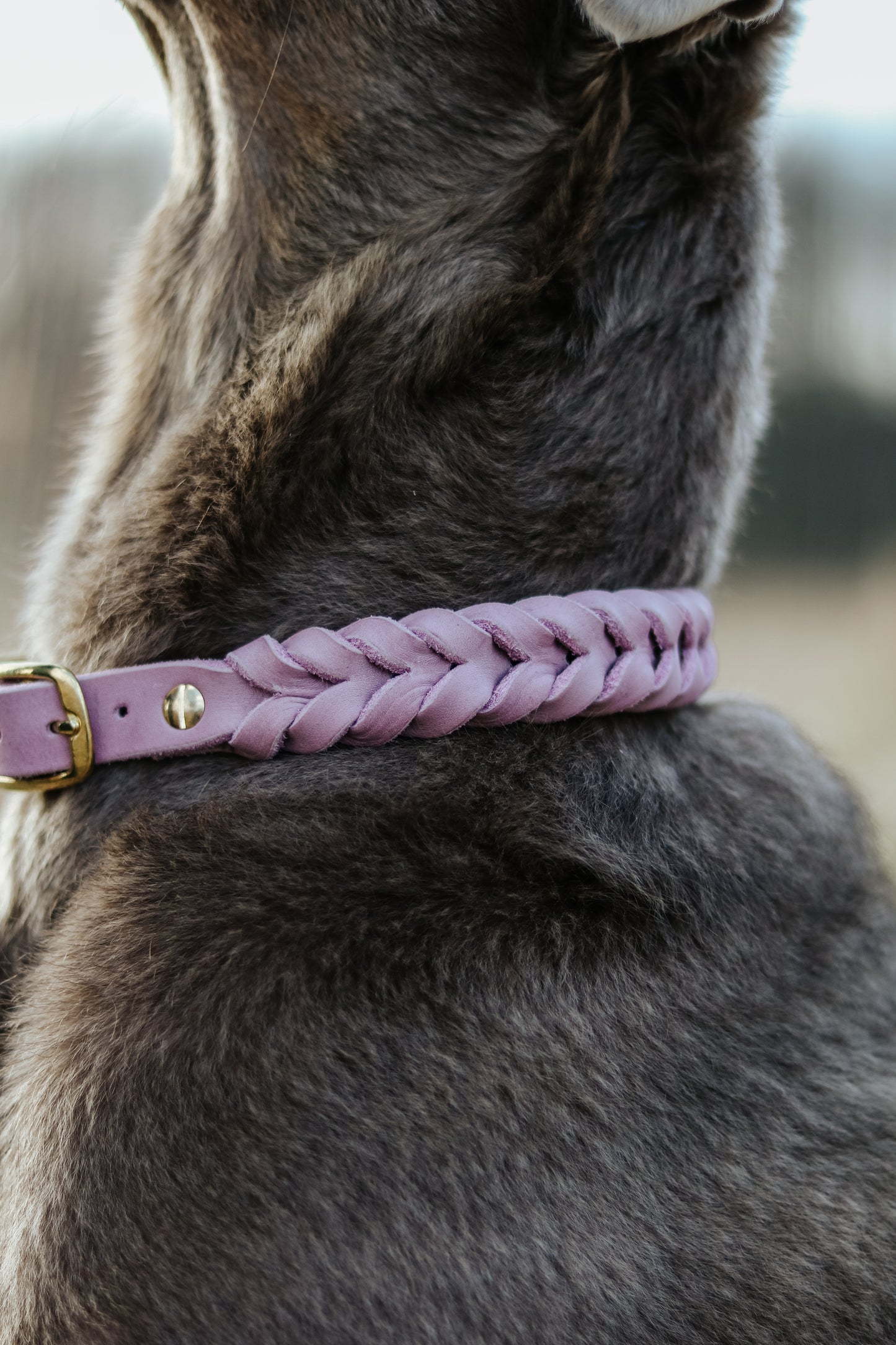 Design your own | Fettleder Halsband