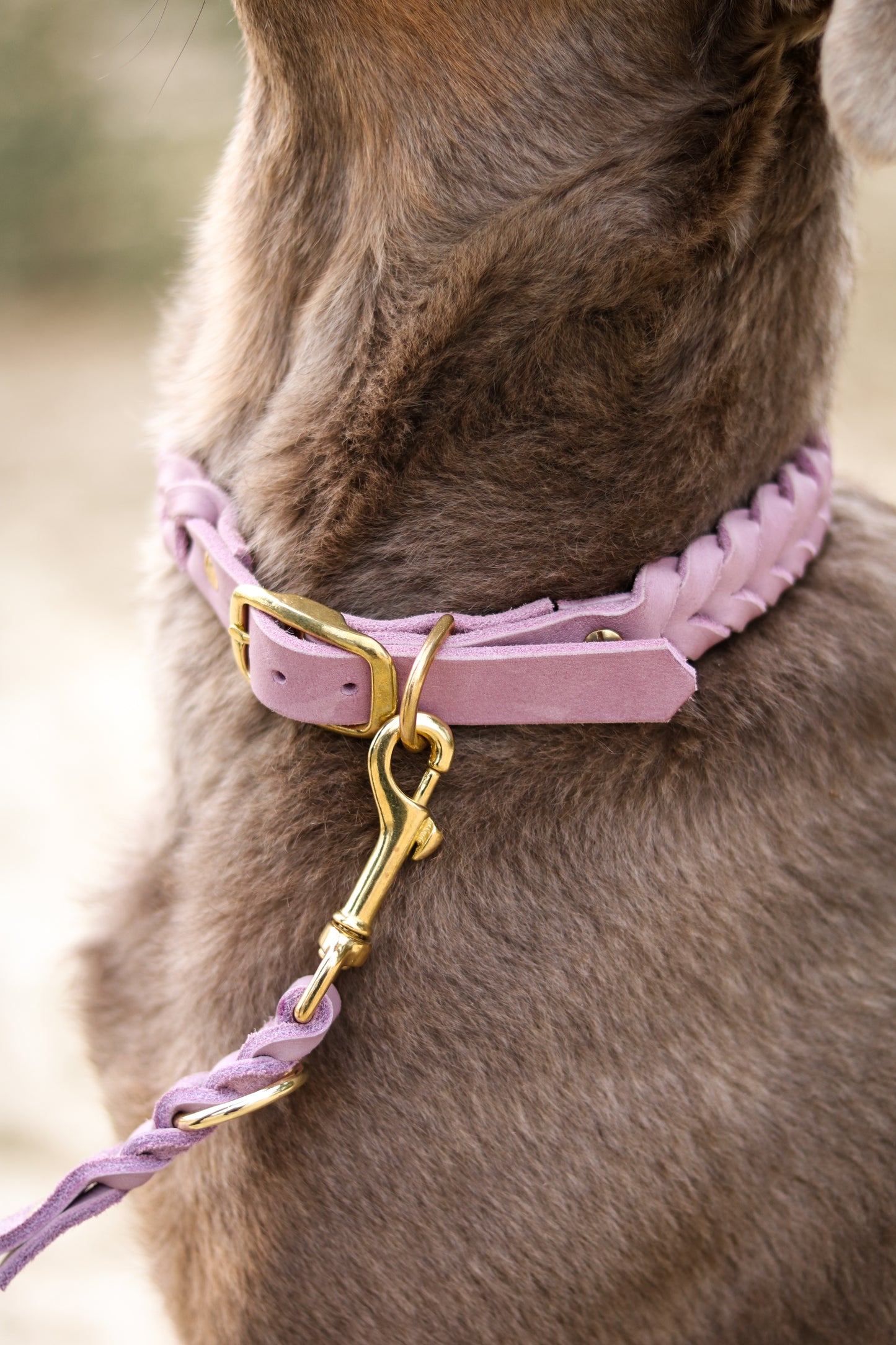 Design your own | Fettleder Halsband