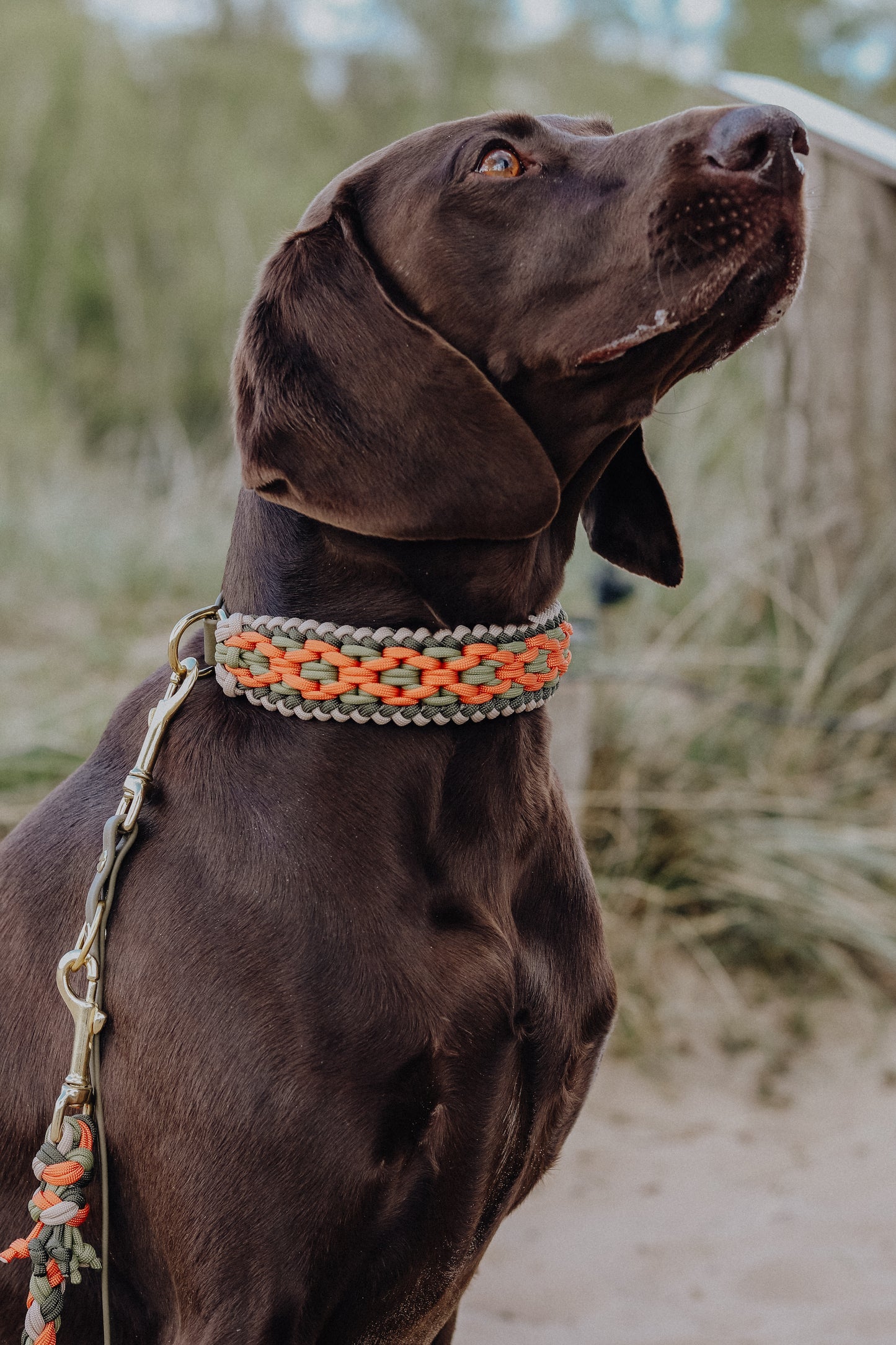 Halsband Paracord »Khaki x Orange«