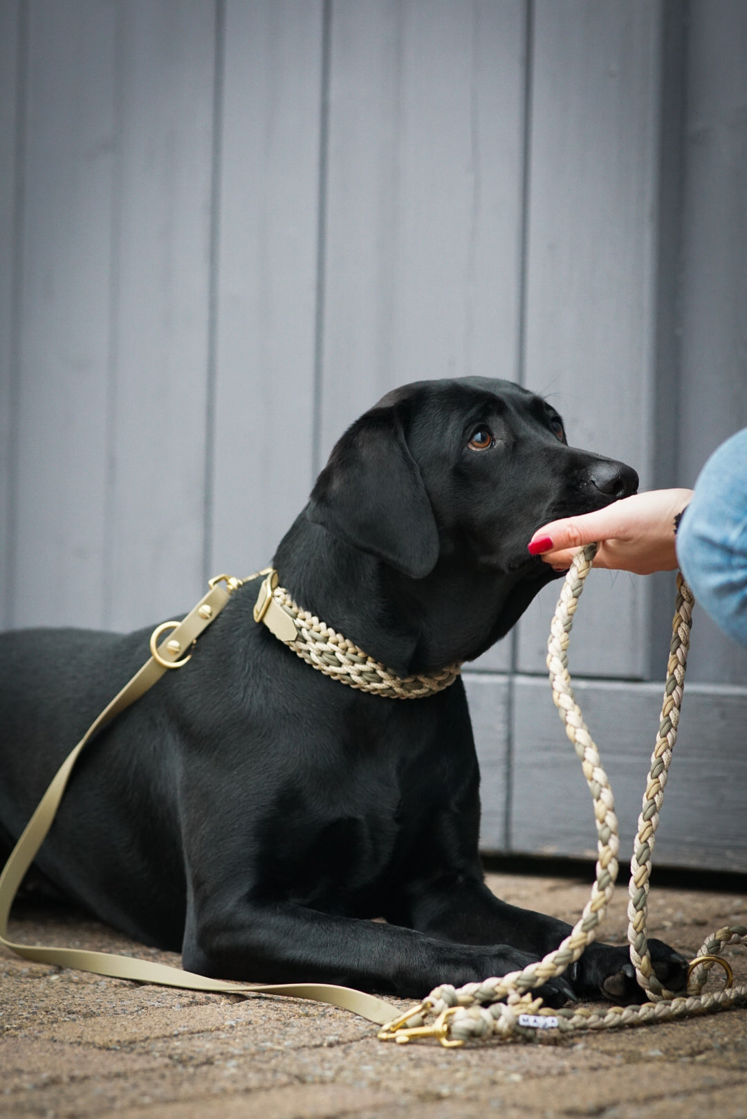 Hundeleine Paracord x BioThane®️ »Khaki x Gold«