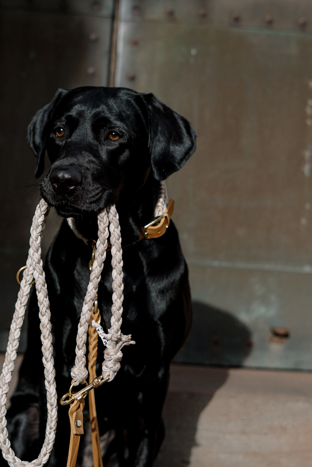 Design your own | Paracord x Fettleder Hundeleine »Boho«