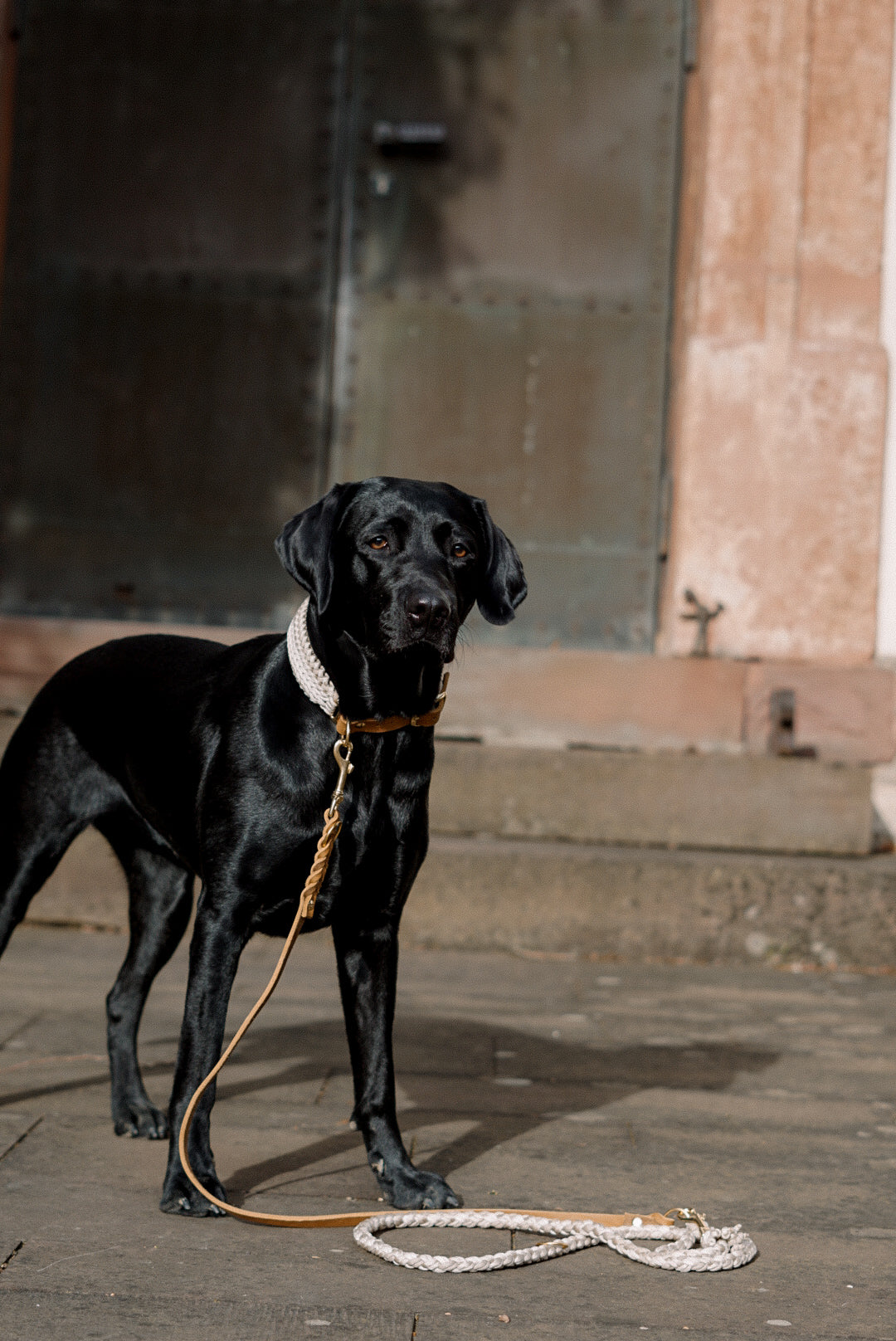 Paracord x Fettleder Hundeleine »Boho«