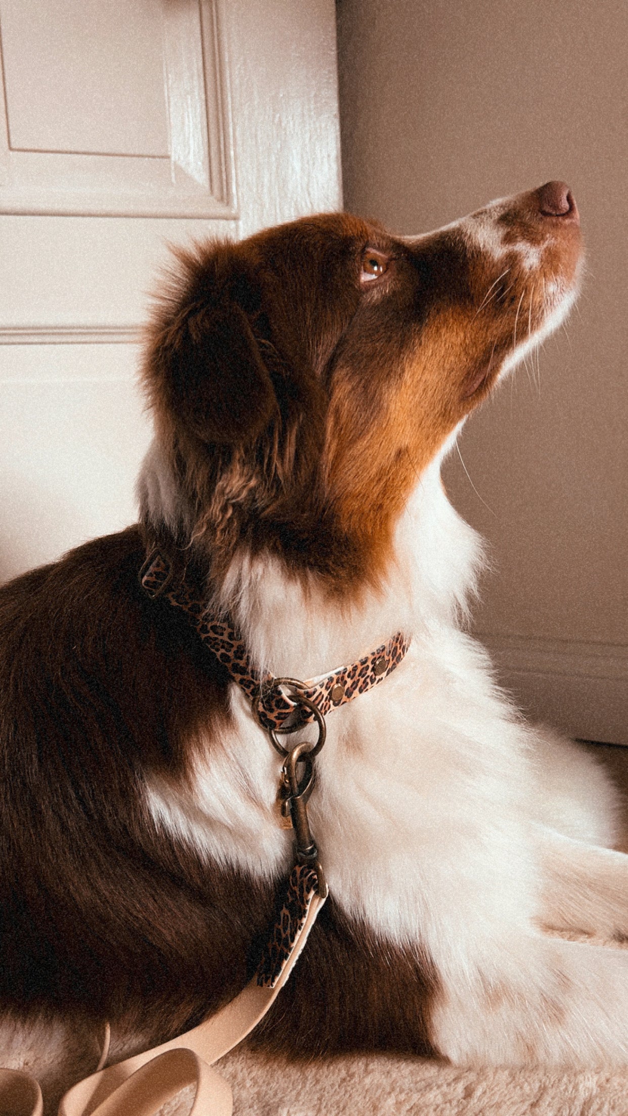 Halsband BioThane®️ »Leo«