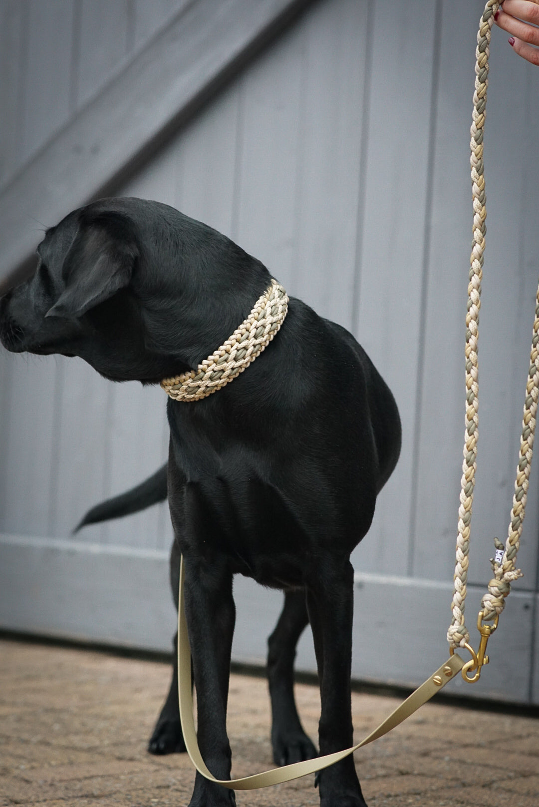 Halsband Paracord »Khaki x Gold«