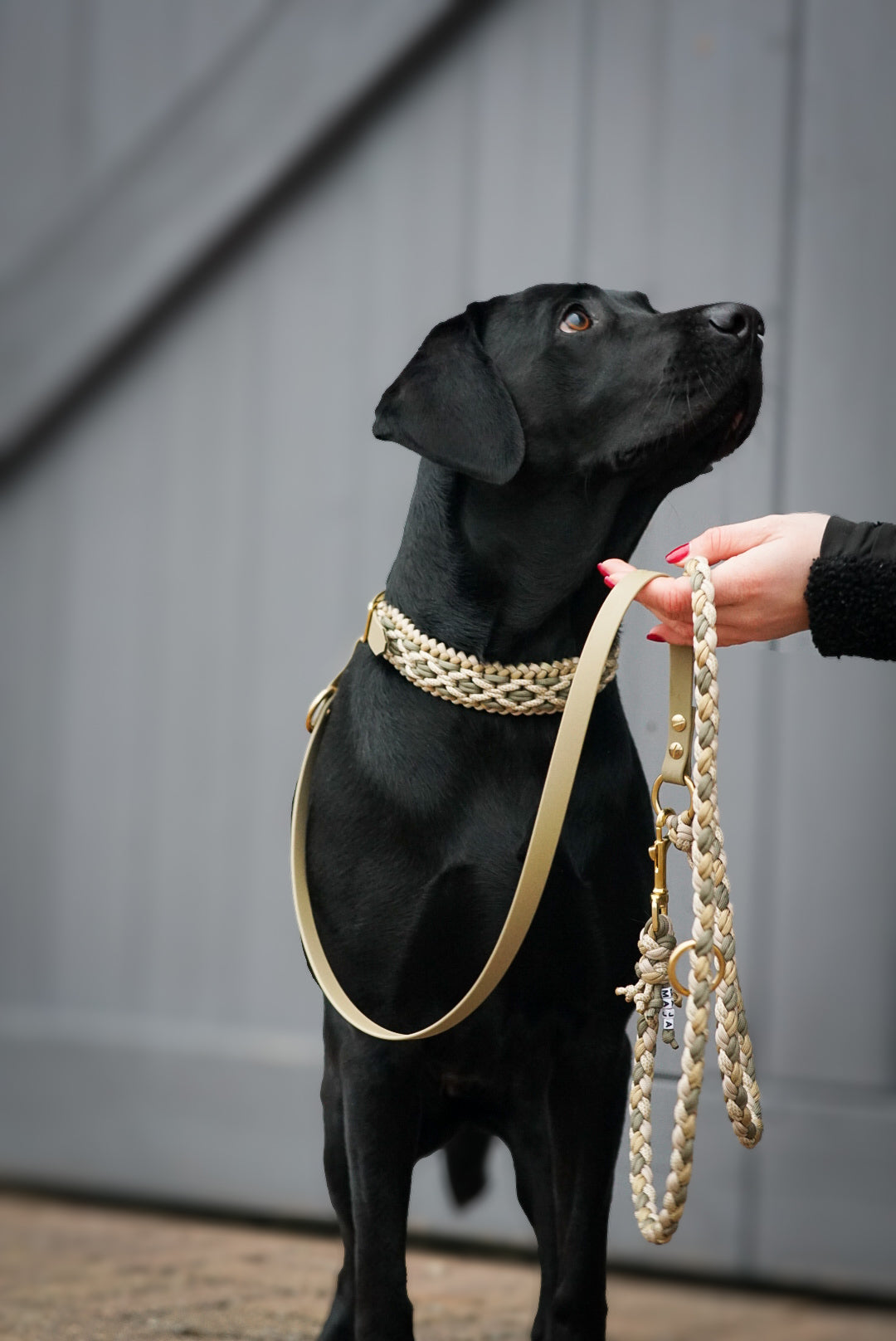Halsband Paracord »Khaki x Gold«